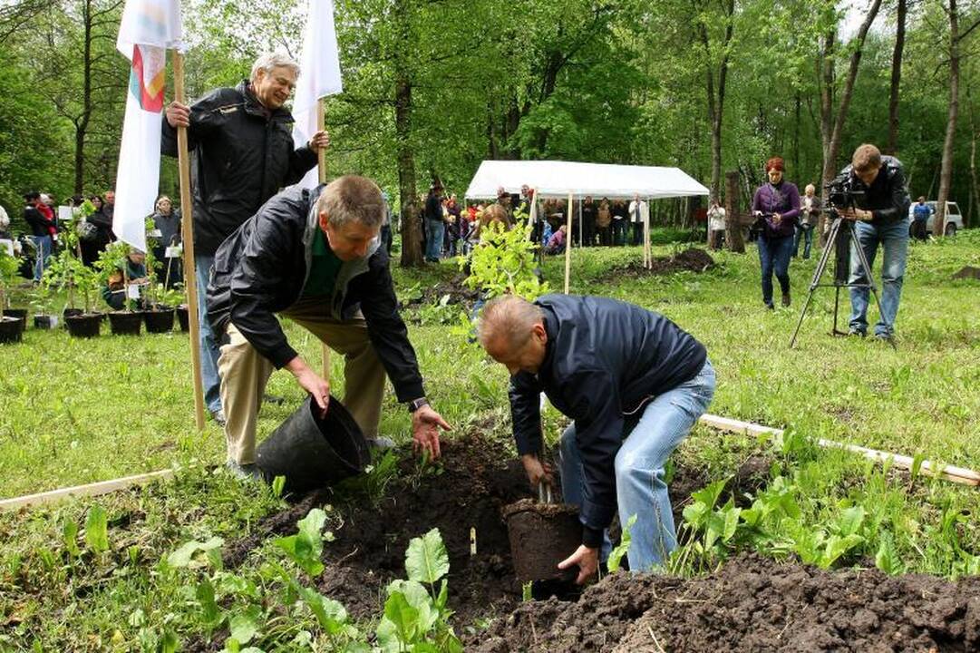 Unikalių Lietuvos ąžuolų giraitė plečiasi