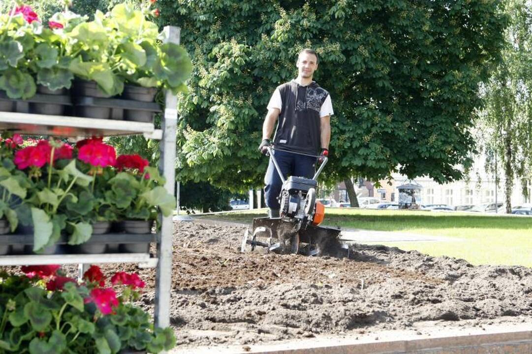 Klaipėdos gėlynuose akį traukia nauji žiedai
