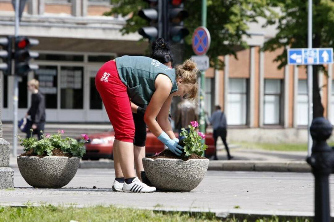 Klaipėdos gėlynuose akį traukia nauji žiedai