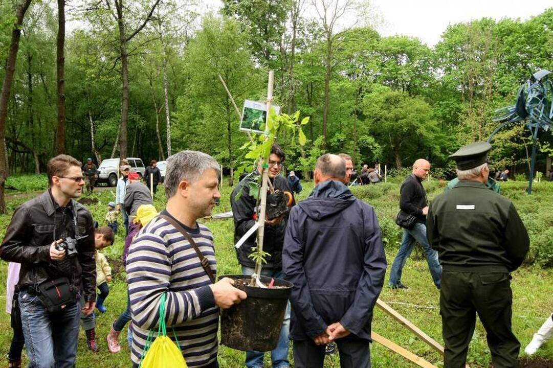 Unikalių Lietuvos ąžuolų giraitė plečiasi
