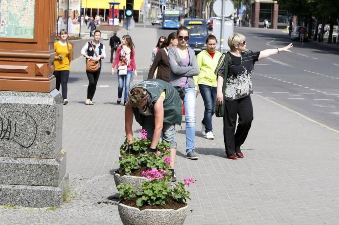 Klaipėdos gėlynuose akį traukia nauji žiedai