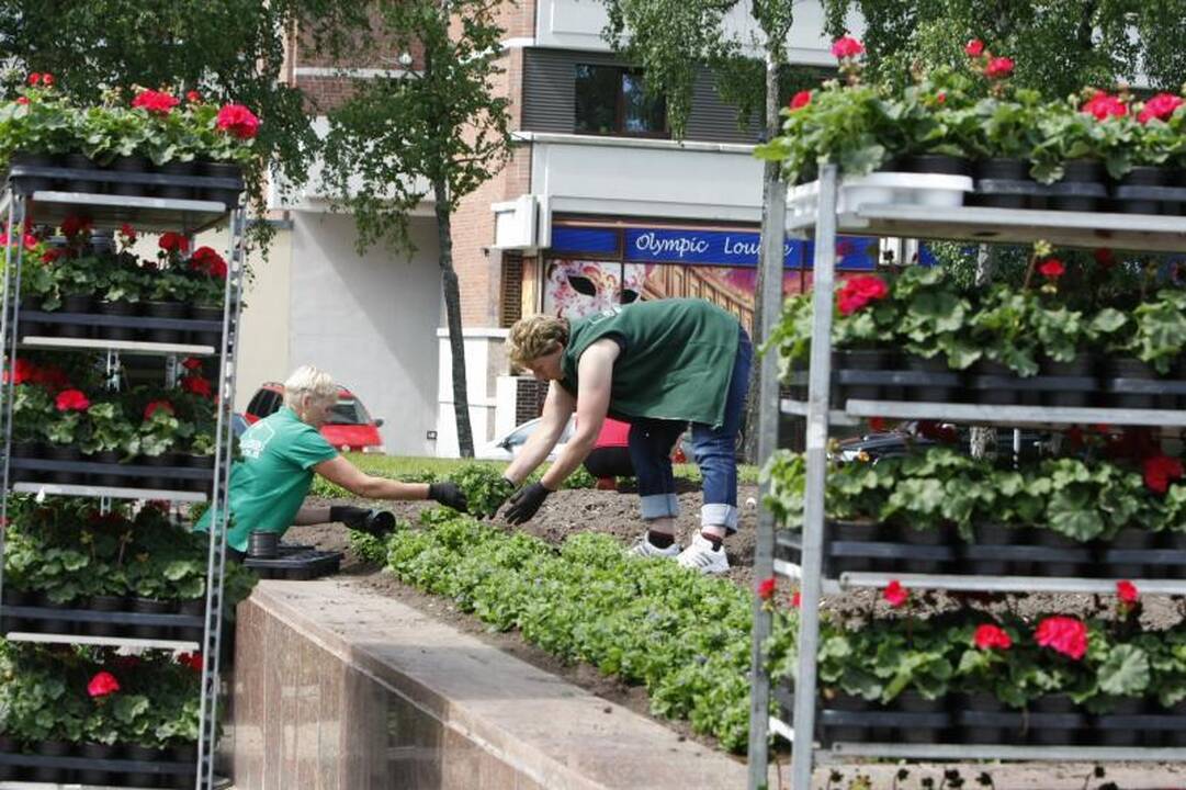 Klaipėdos gėlynuose akį traukia nauji žiedai