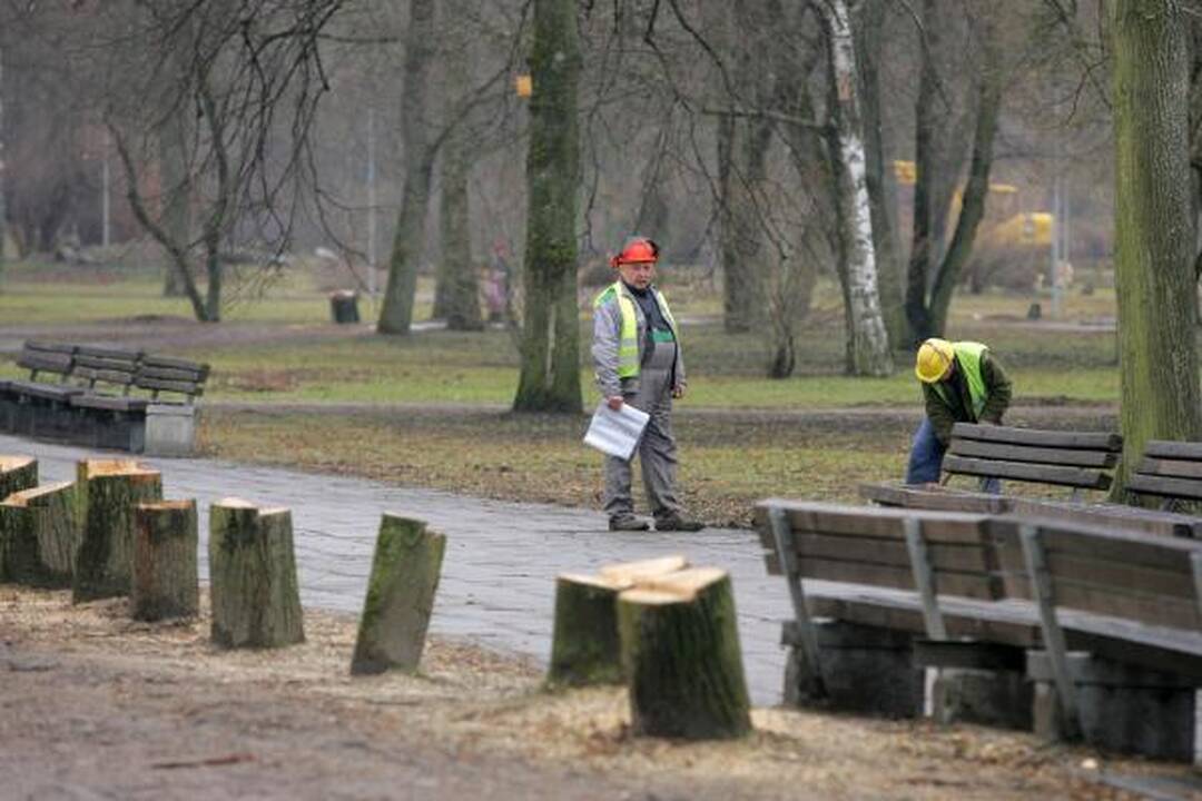 Iškirsti medžiai Sereikiškių parke papiktino vilniečius (papildyta)