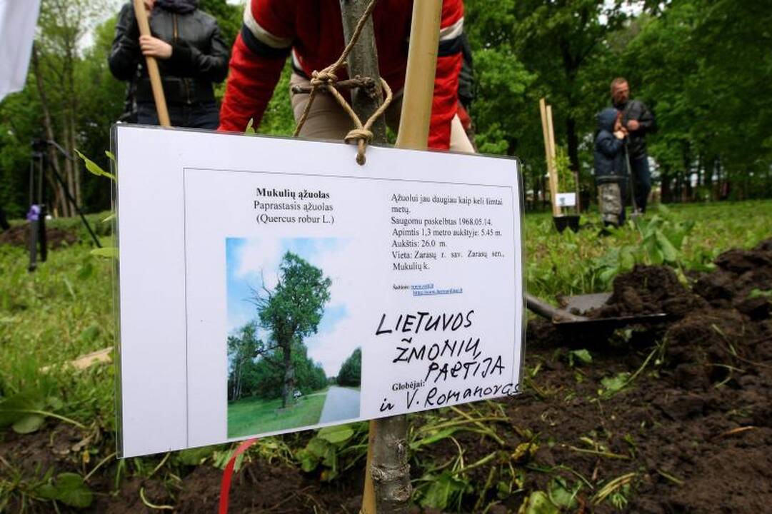 Unikalių Lietuvos ąžuolų giraitė plečiasi