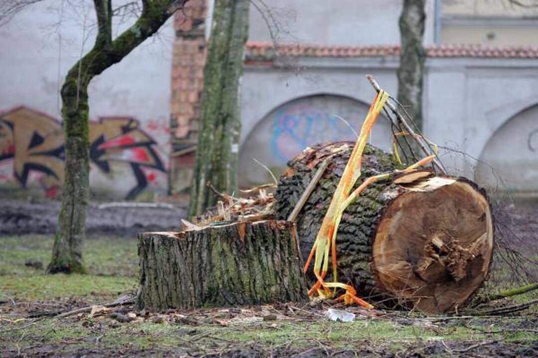 Iškirsti medžiai Sereikiškių parke papiktino vilniečius (papildyta)