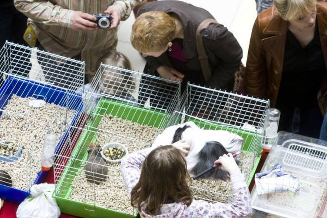 Vilniuje – kilmingų dekoratyvinių graužikų paroda 