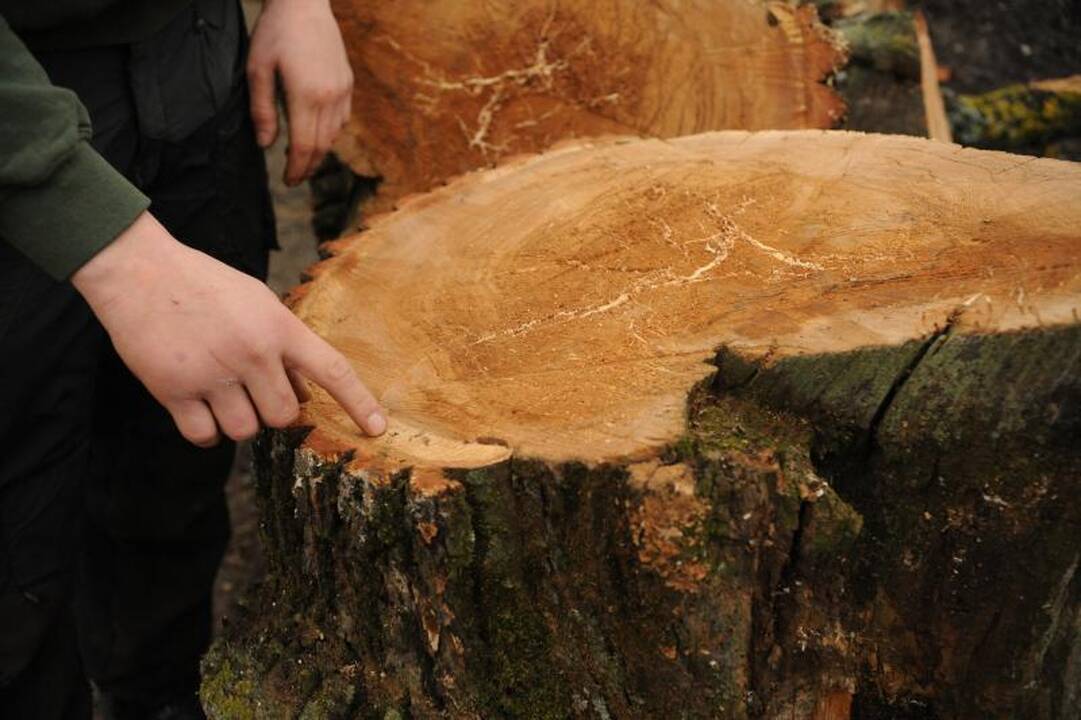 Užupiečiai pašiurpę: Sereikiškėse kapojamas seniausias miesto ąžuolas