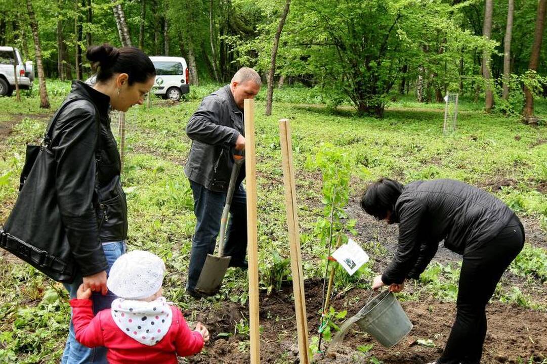 Unikalių Lietuvos ąžuolų giraitė plečiasi