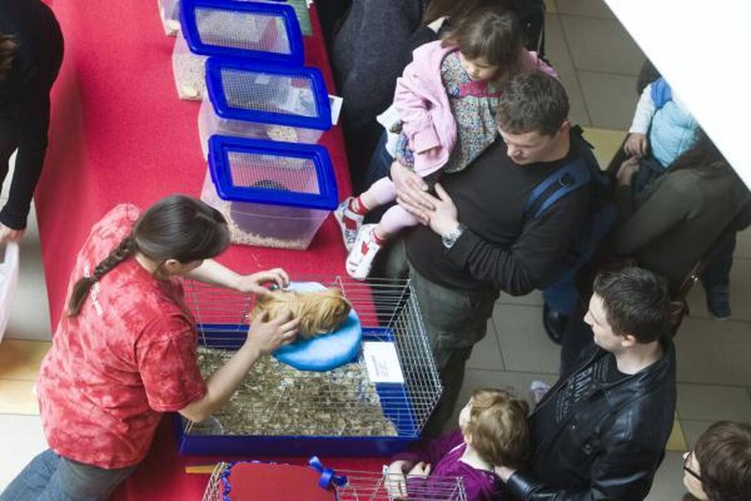 Vilniuje – kilmingų dekoratyvinių graužikų paroda 