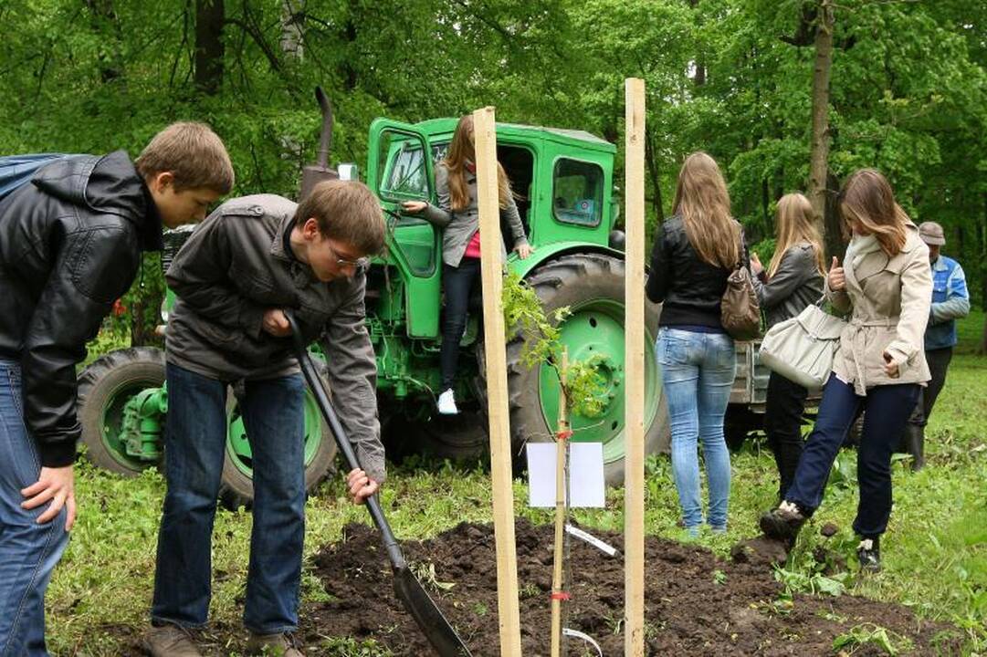 Unikalių Lietuvos ąžuolų giraitė plečiasi