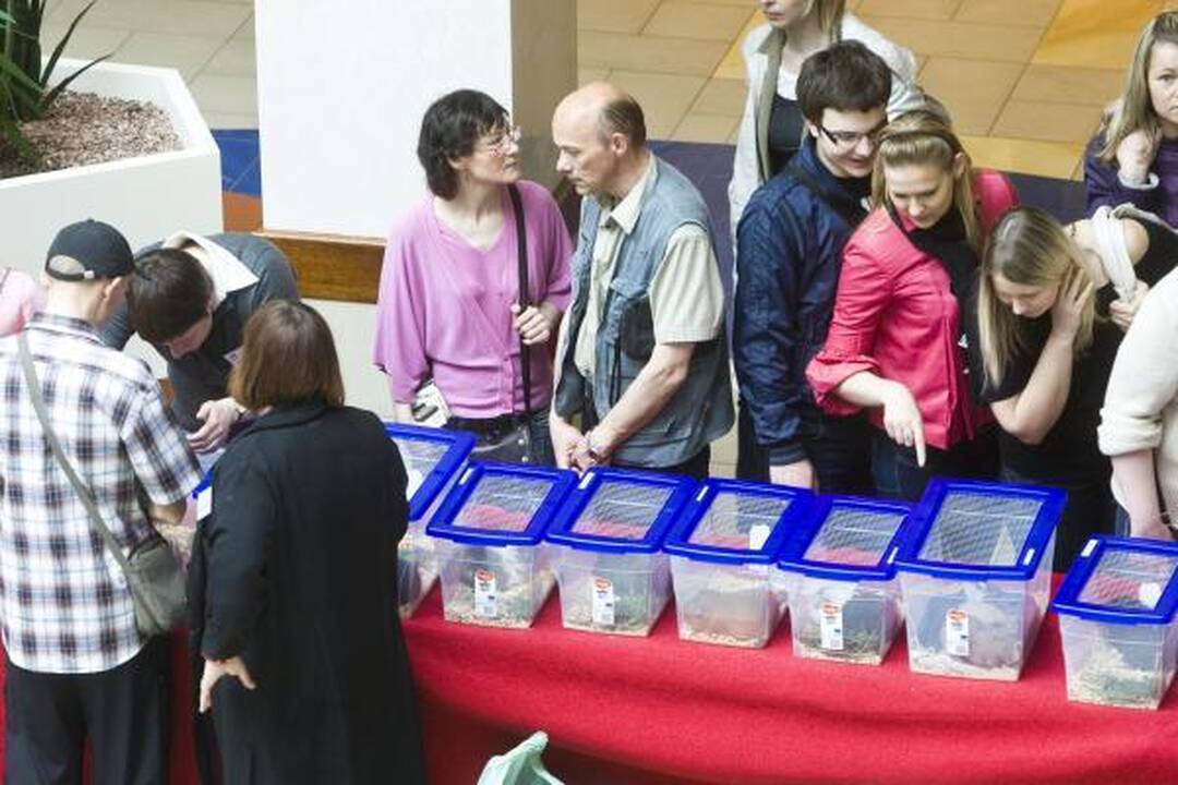 Vilniuje – kilmingų dekoratyvinių graužikų paroda 