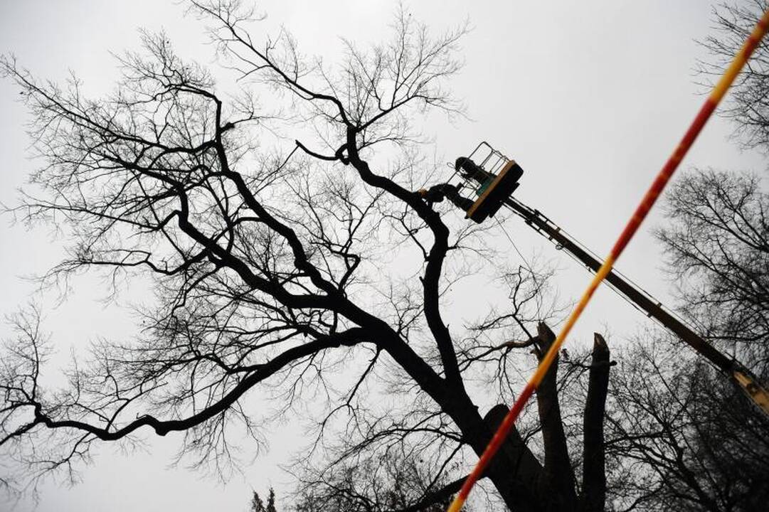 Užupiečiai pašiurpę: Sereikiškėse kapojamas seniausias miesto ąžuolas