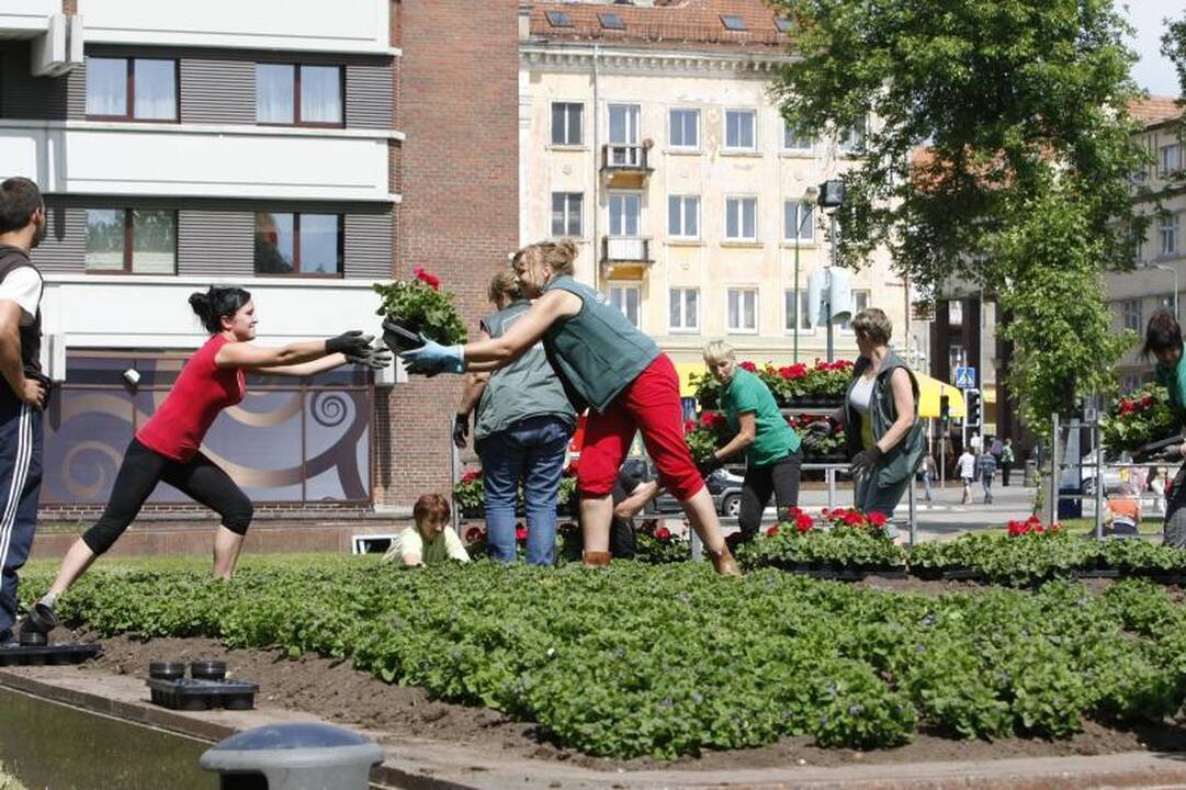 Klaipėdos gėlynuose akį traukia nauji žiedai