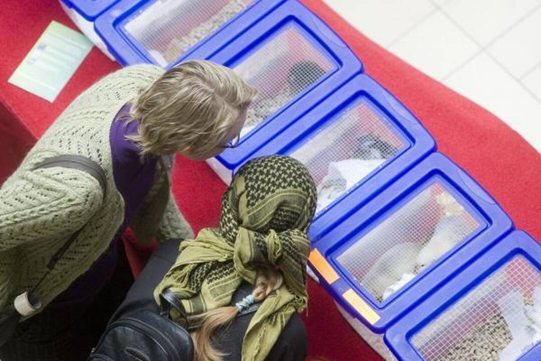 Vilniuje – kilmingų dekoratyvinių graužikų paroda 