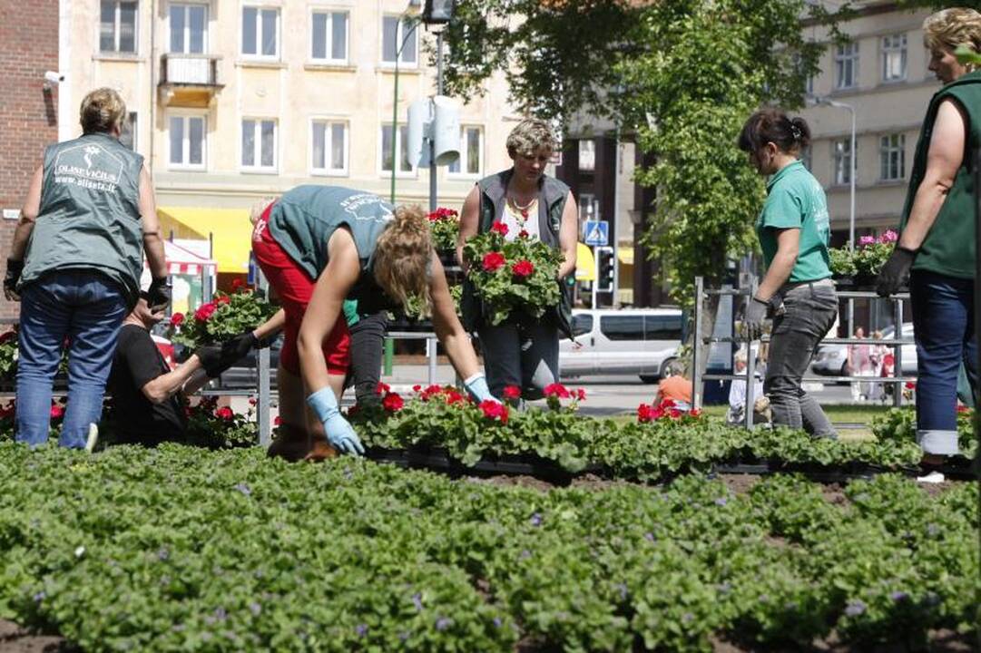 Klaipėdos gėlynuose akį traukia nauji žiedai
