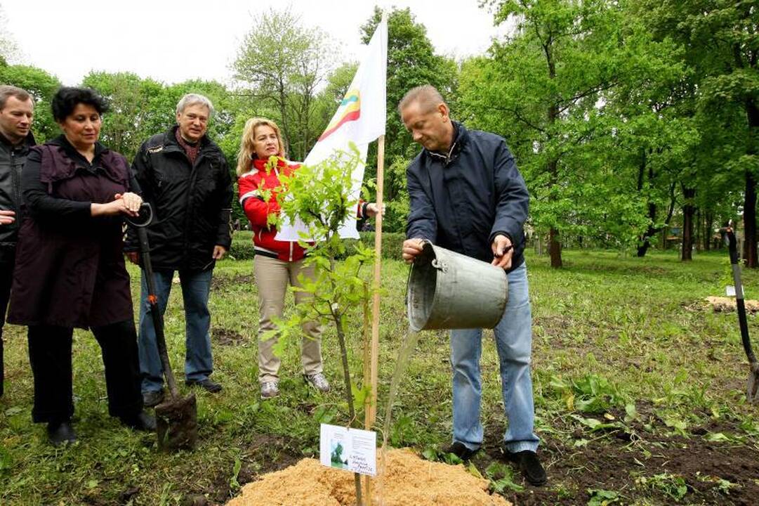 Unikalių Lietuvos ąžuolų giraitė plečiasi