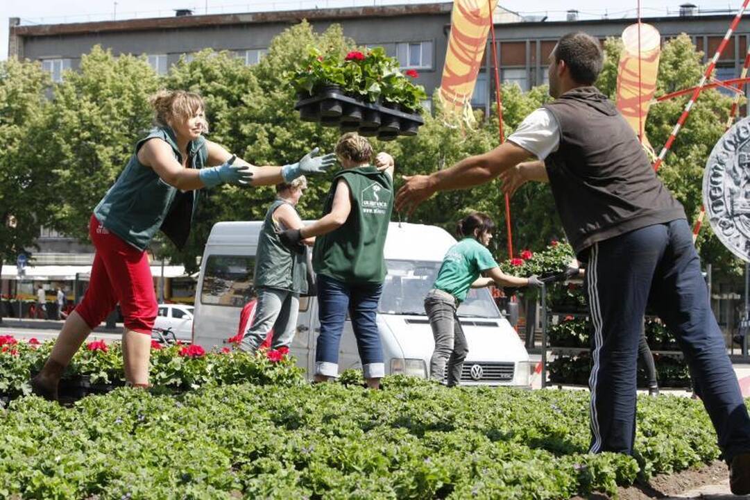 Klaipėdos gėlynuose akį traukia nauji žiedai