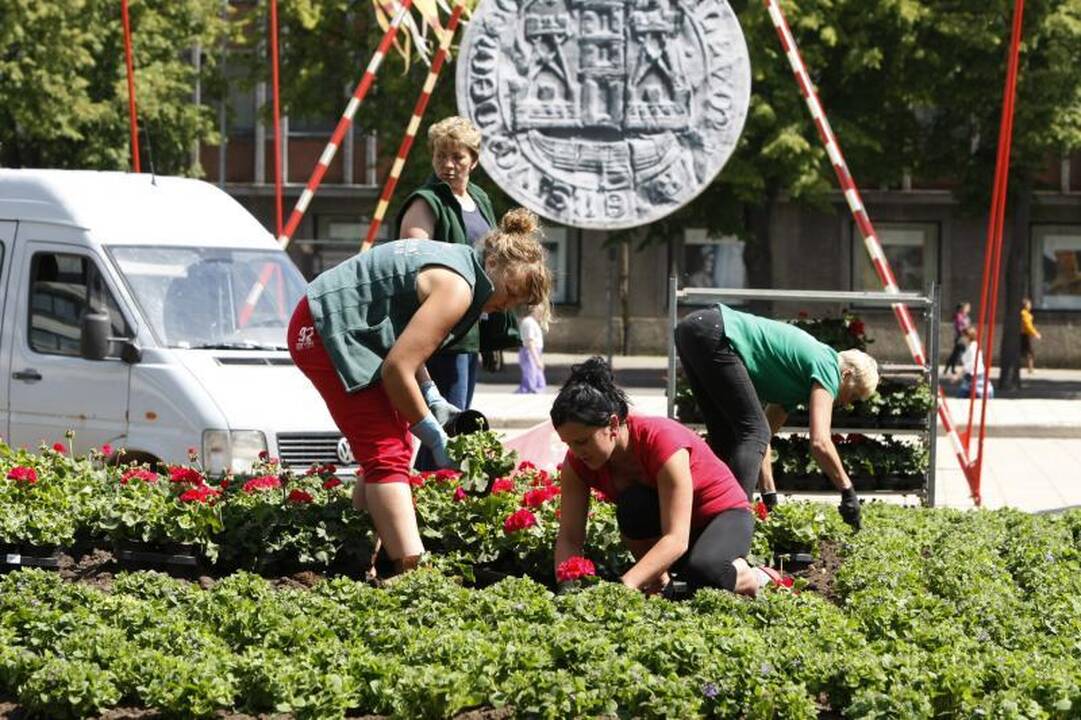 Klaipėdos gėlynuose akį traukia nauji žiedai