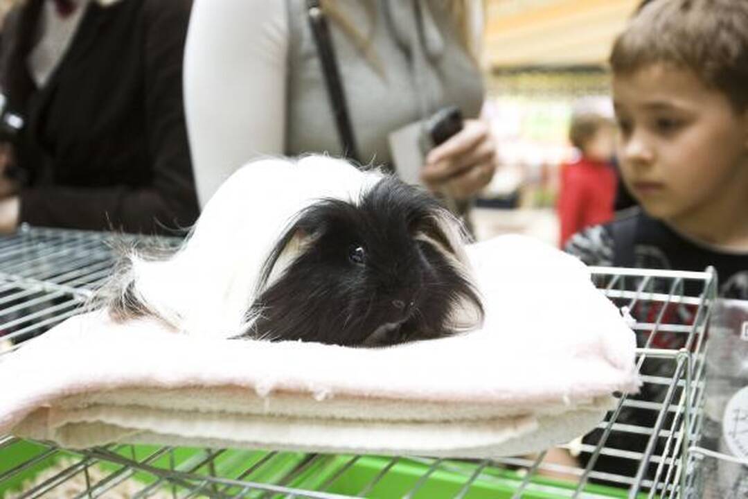 Vilniuje – kilmingų dekoratyvinių graužikų paroda 