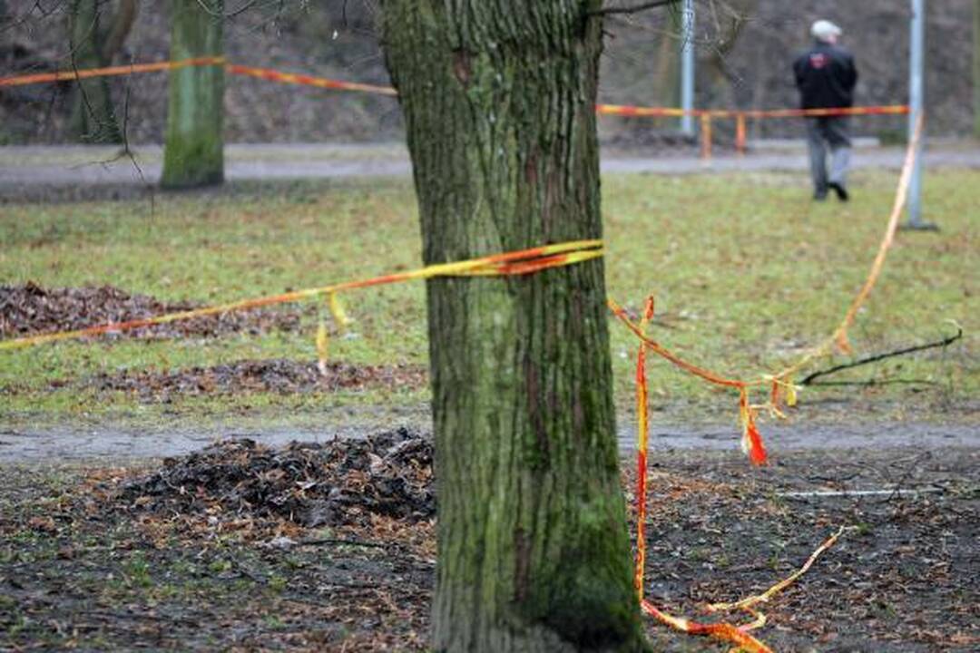Iškirsti medžiai Sereikiškių parke papiktino vilniečius (papildyta)