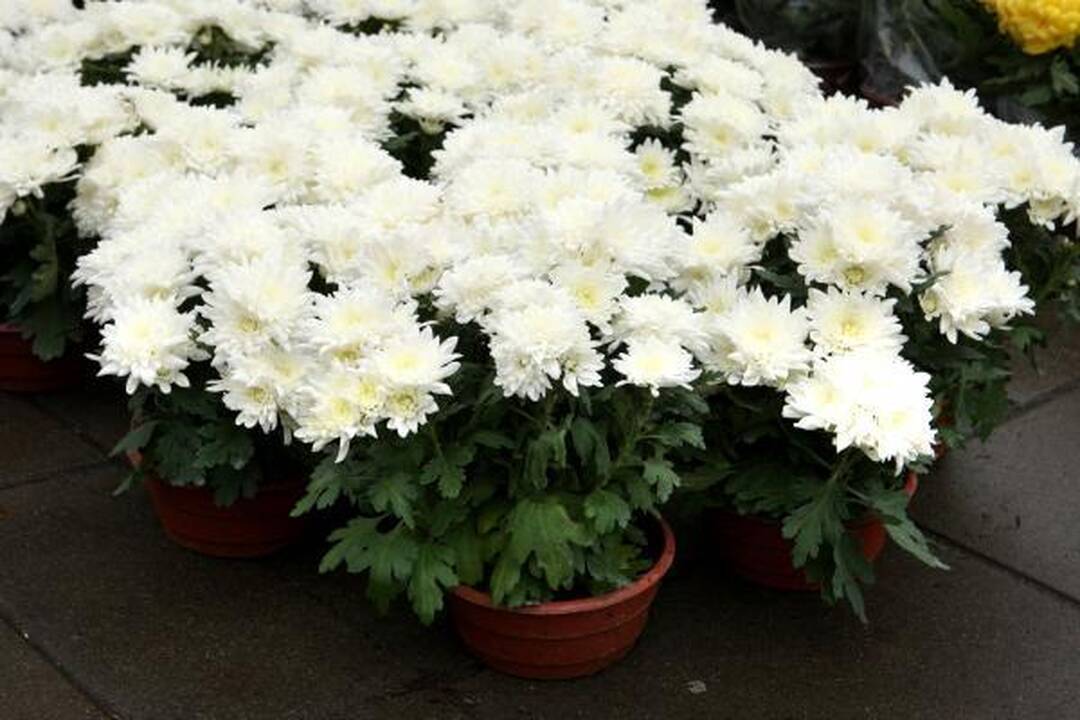 Pigiausios gėlės ir žvakės - prie Kauno kapinių