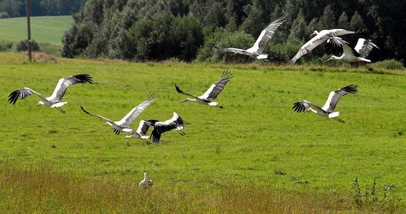 Išskrendantys gandrai praneša apie artėjantį rudenį