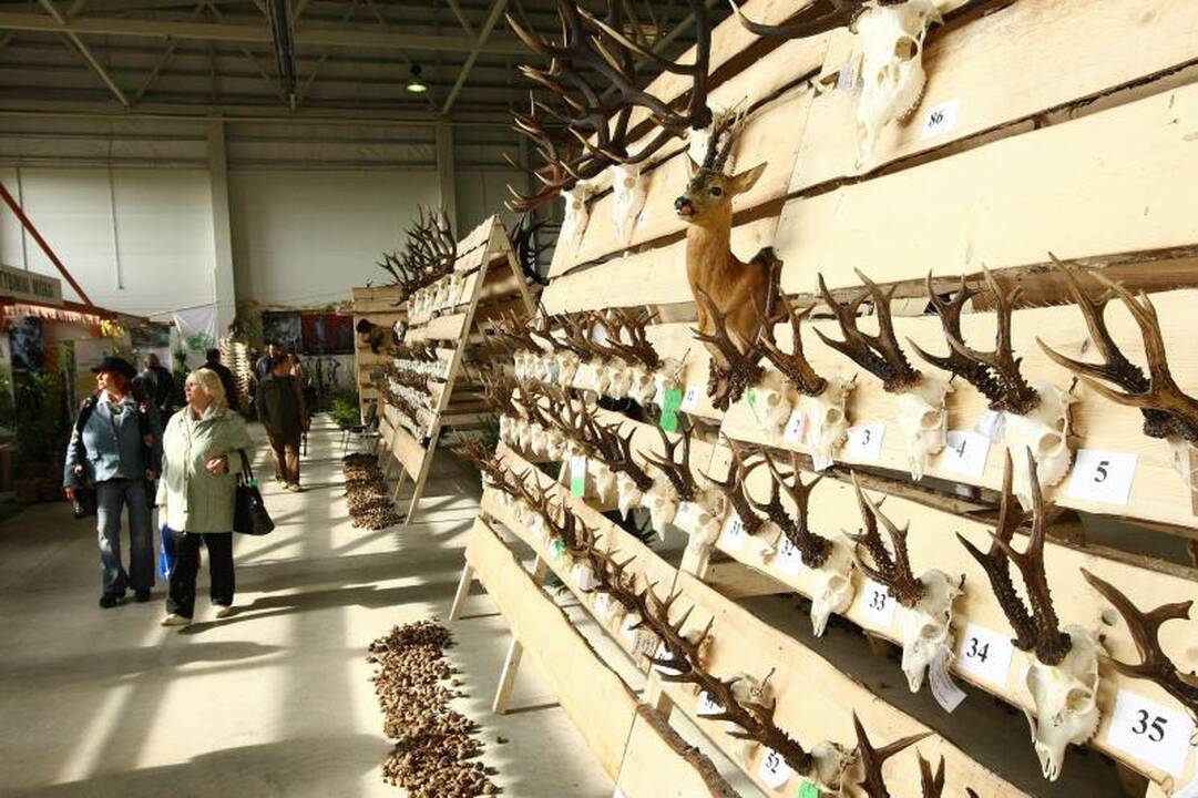 „Sprendimų ratas“: medžioklės trofėjai ir elnių kvieslių varžybos