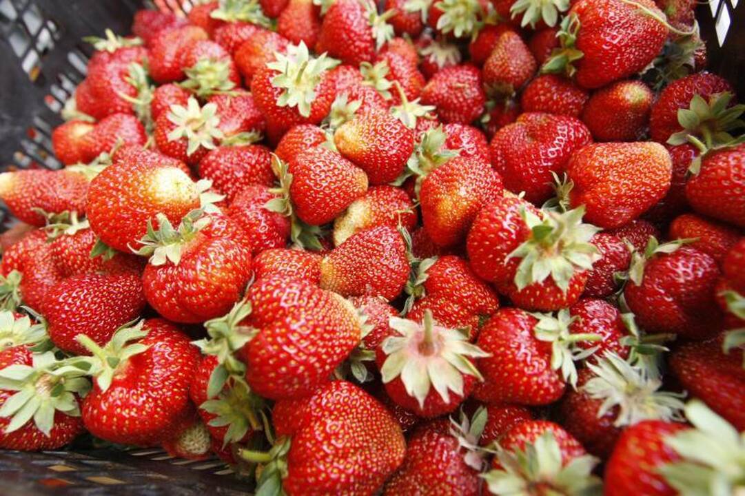 Šviežiose olandiškose barškėse – stiklo šukės