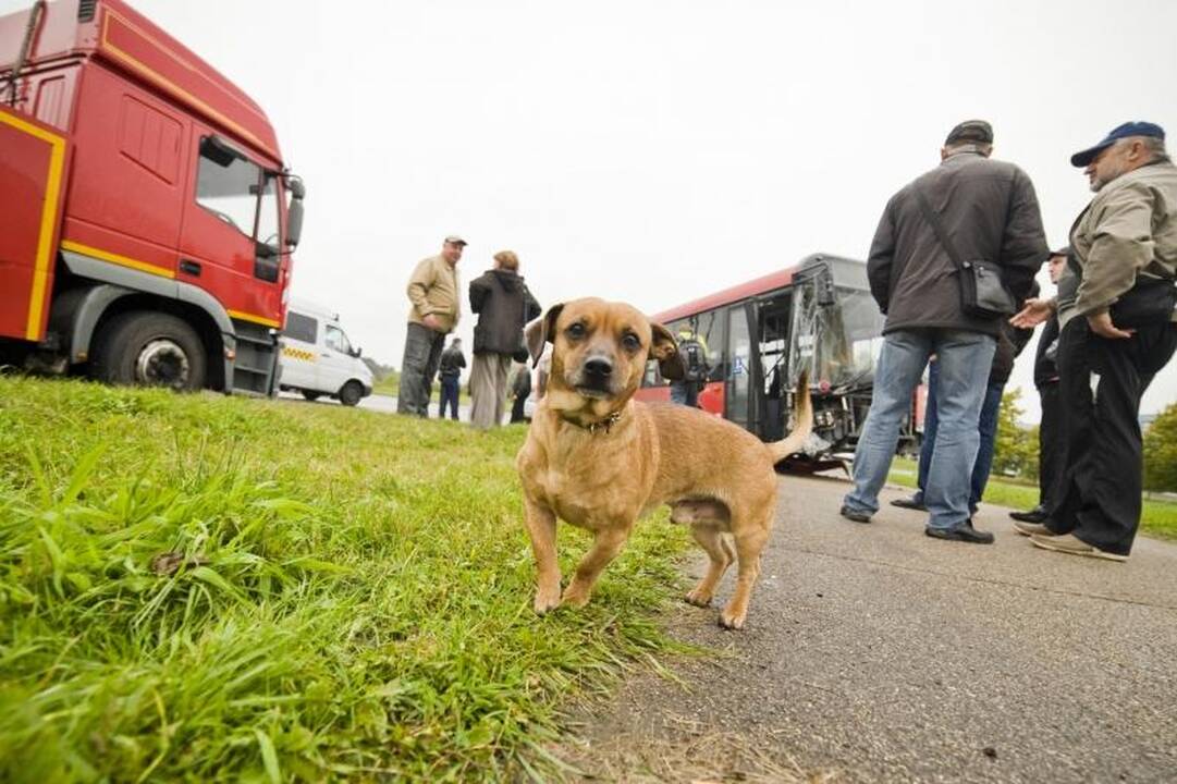 Kaune autobusas nubloškė du automobilius, ligoninėje –  keturi žmonės