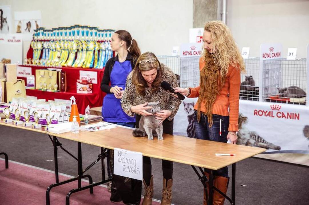 „Megoje“ miauksėjo katės, kurioms neatsispiria net vyrai