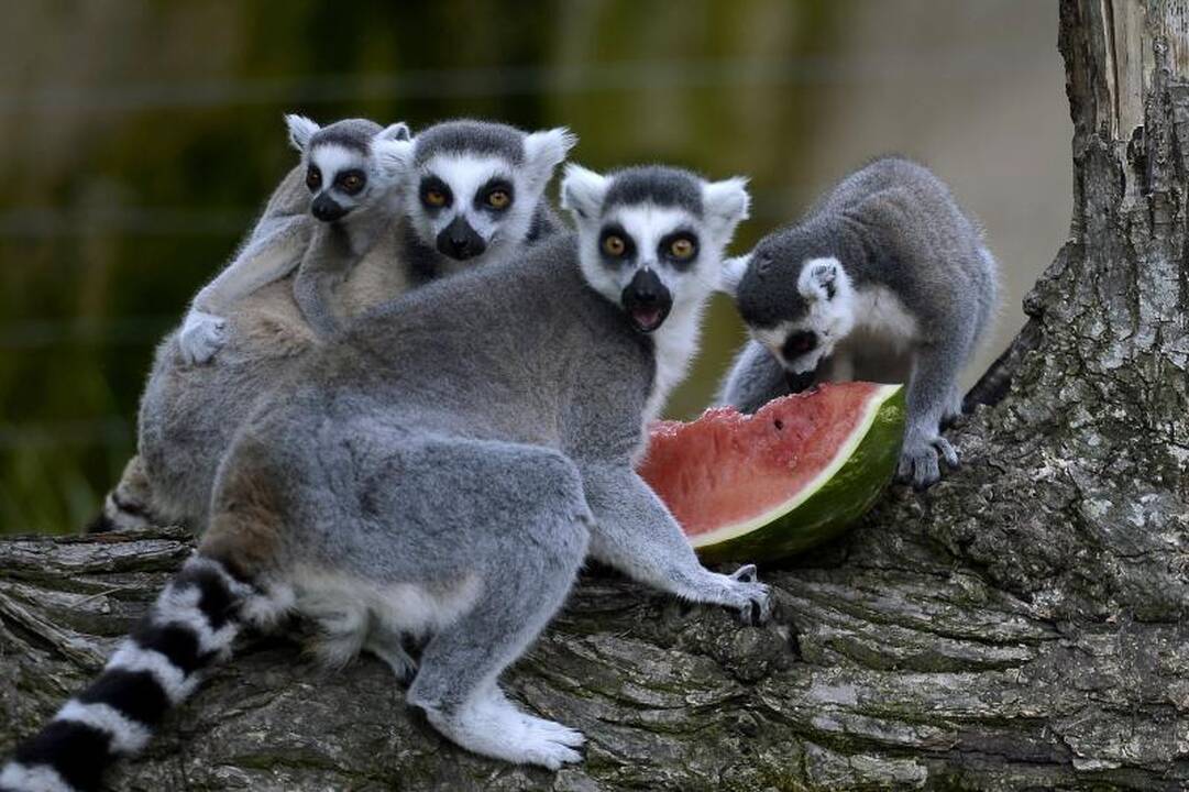 Madagaskaro lemūrai - ant išnykimo ribos