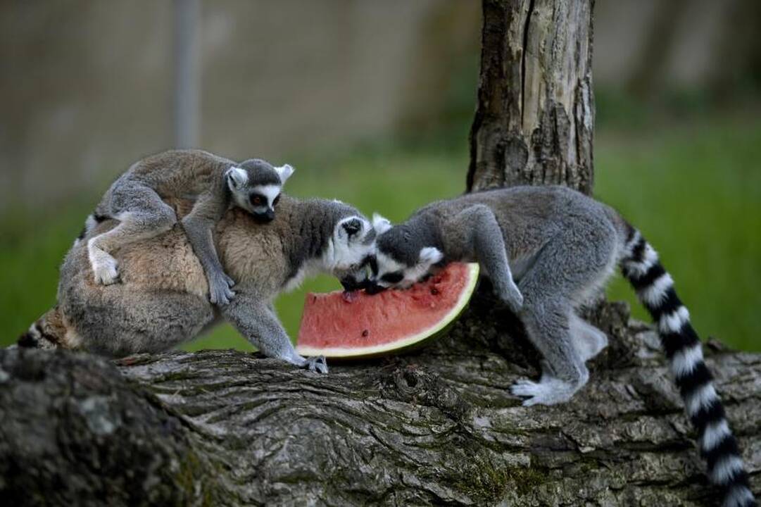 Madagaskaro lemūrai - ant išnykimo ribos