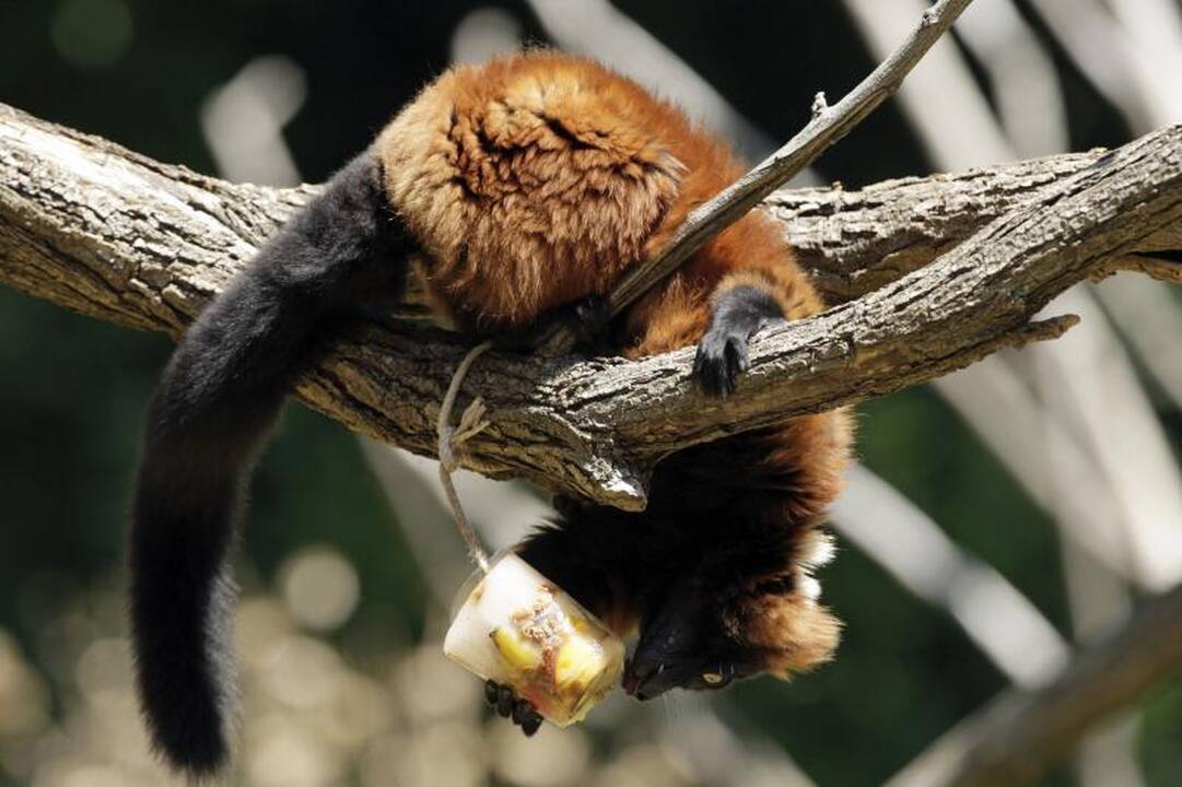 Madagaskaro lemūrai - ant išnykimo ribos