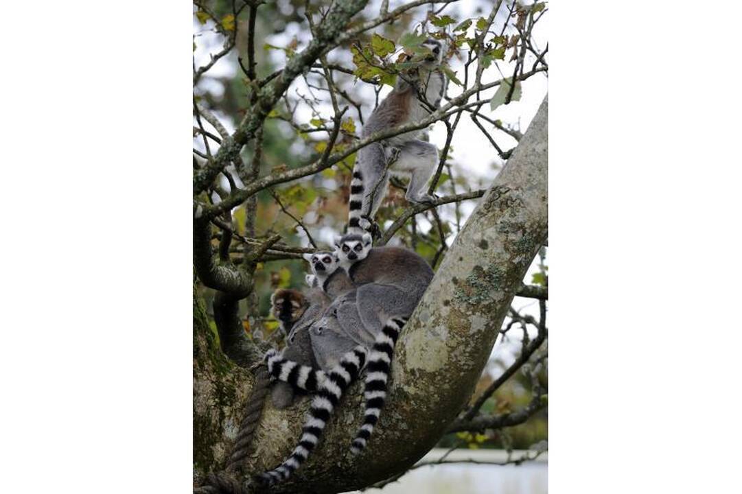 Madagaskaro lemūrai - ant išnykimo ribos
