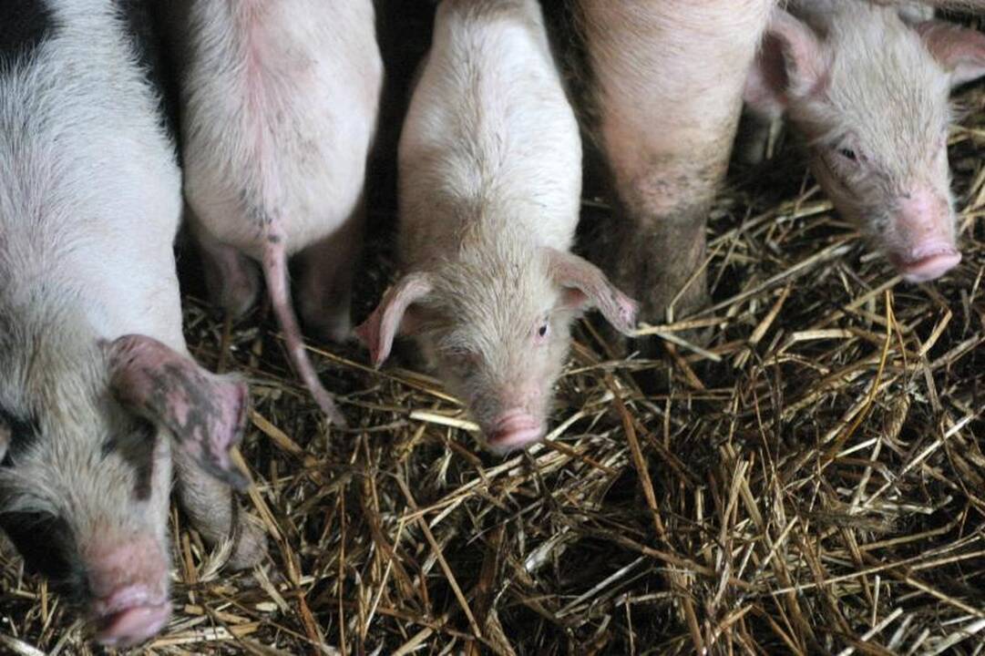 Pirko kiaulę Donato Banionio ūkyje – užsikrėtė trichinelioze
