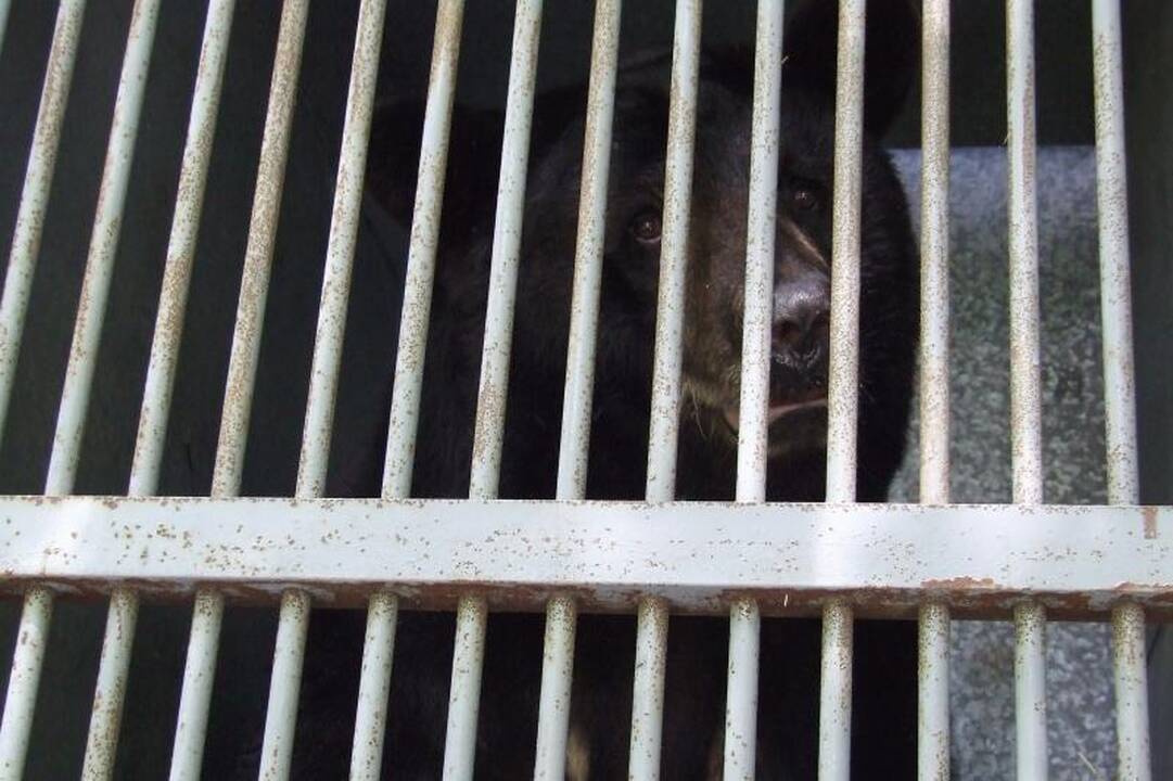 Lietuvos meškinai prieglobstį surado Čekijoje