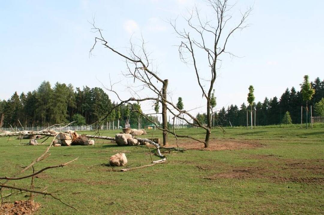 Lietuvos meškinai prieglobstį surado Čekijoje