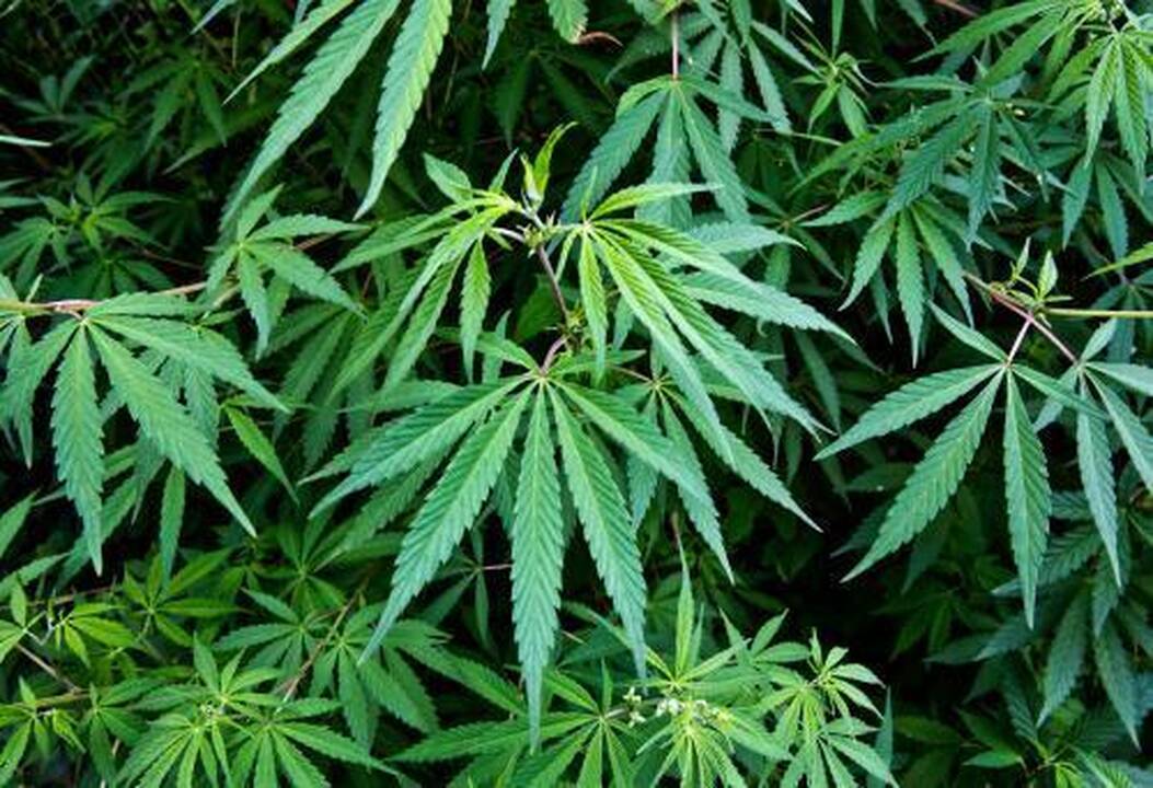 Ar ryšis Seimas legalizuoti kanapes?