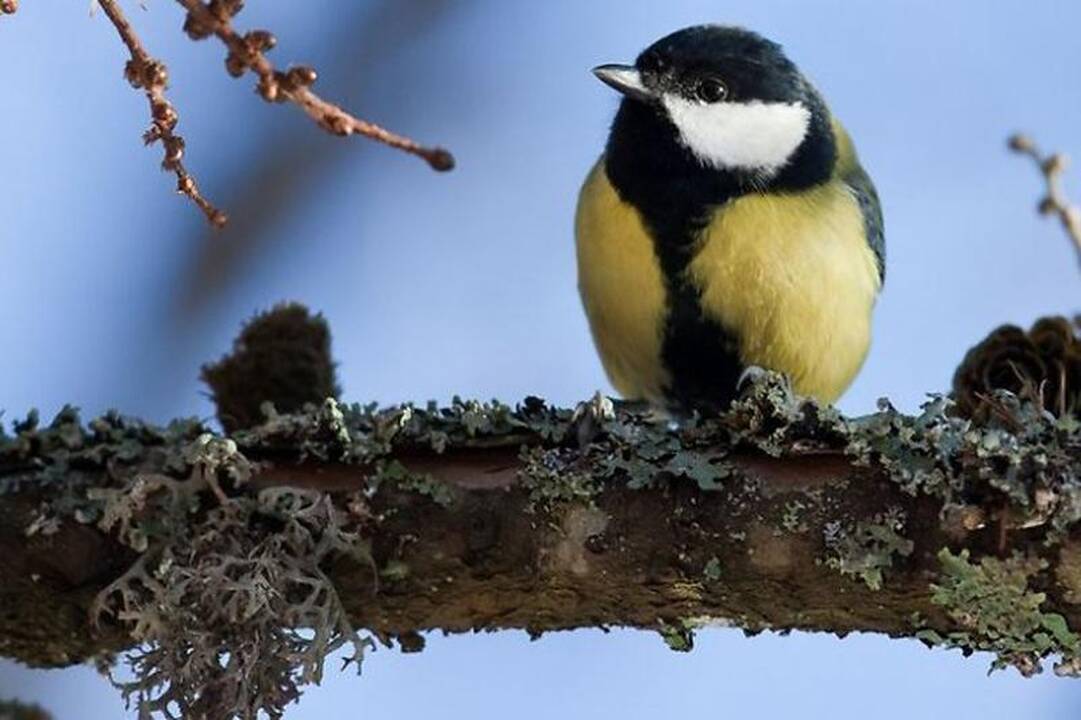 Kviečia prisijungti prie paukščių stebėjimo maratono
