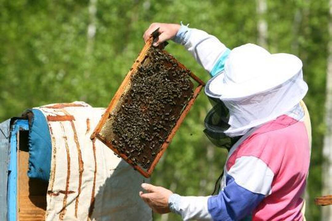 Medų atpigintų gera vasara