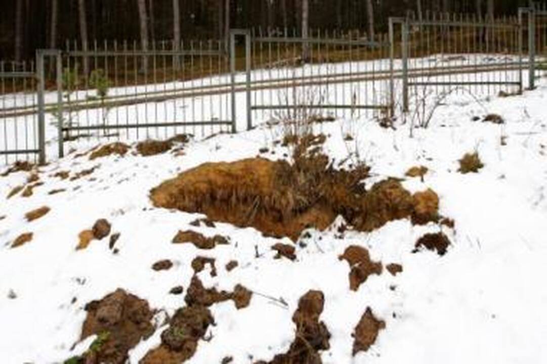 Kapinėse – tarsi siaubo filme