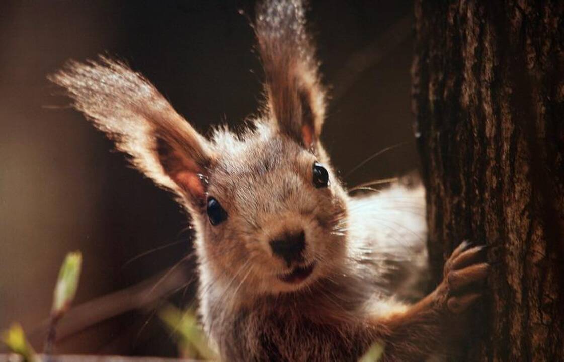 Gamtos fotografija perskaitė menininkų mintis