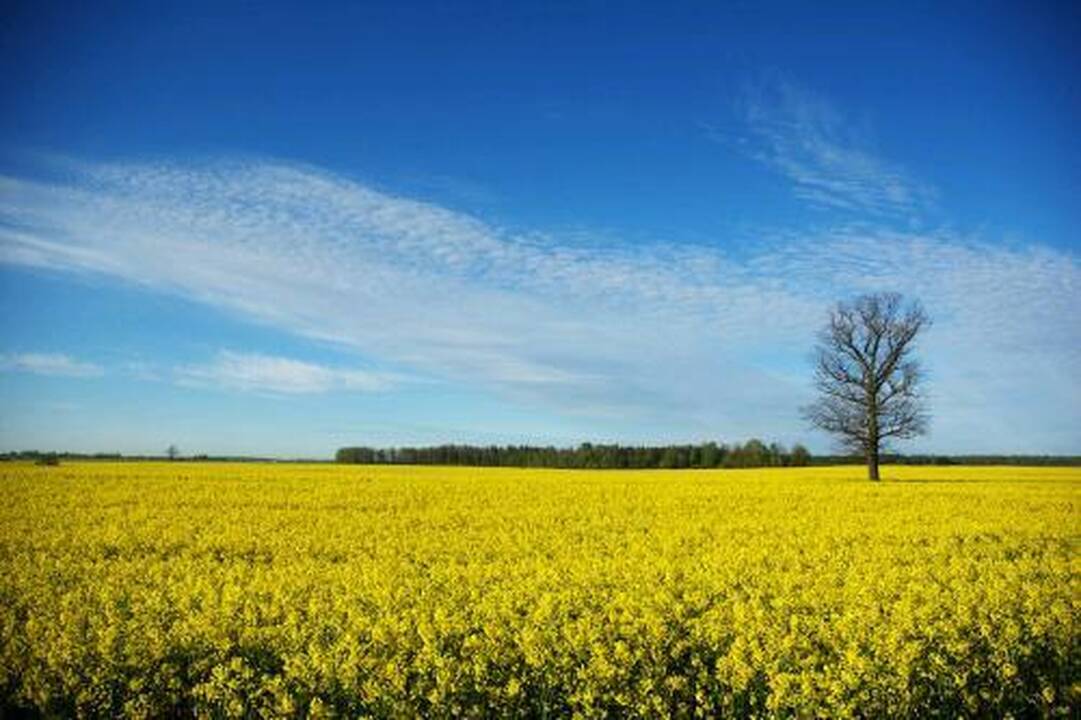 Šaltis smogė rapsų derliui
