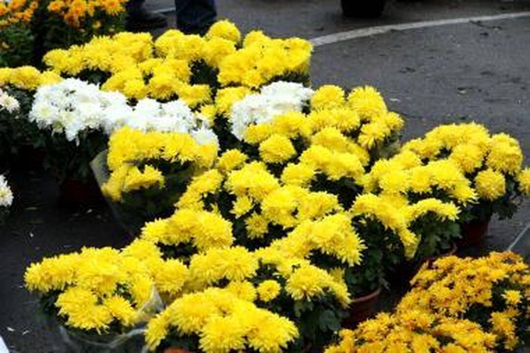 Orai Kaune: lietus kapų nemerks, bus šilta