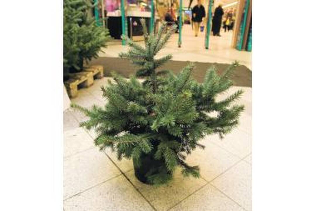 Kad miškas jums padėkotų!