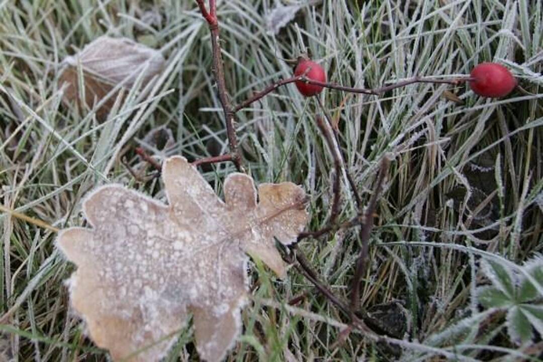 Ilgai nenakvojęs po sniegu lapkritis