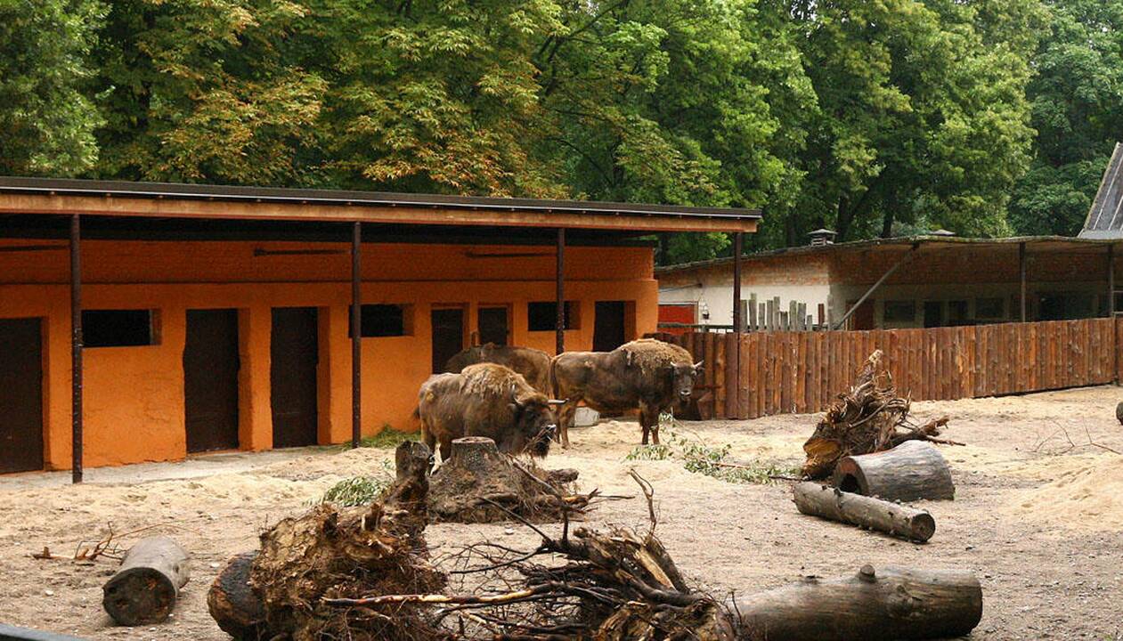 Atnaujintas stumbrų voljeras Kauno zoologijos sode