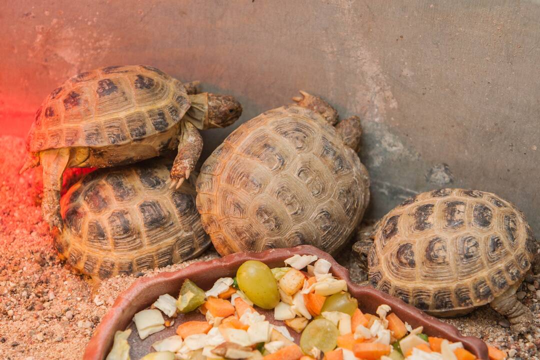 Konfiskuoti vėžliukai Lietuvos zoologijos sode