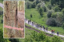 Nustatyta, kas siautėjo Kleboniškio miške ir spendė spąstus dviratininkams