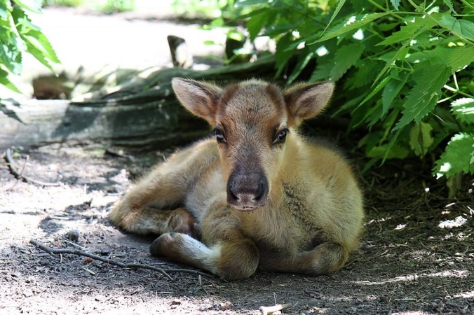 Retas atvejis: Lietuvos zoologijos sode gimė Kalėdų senelio padėjėja